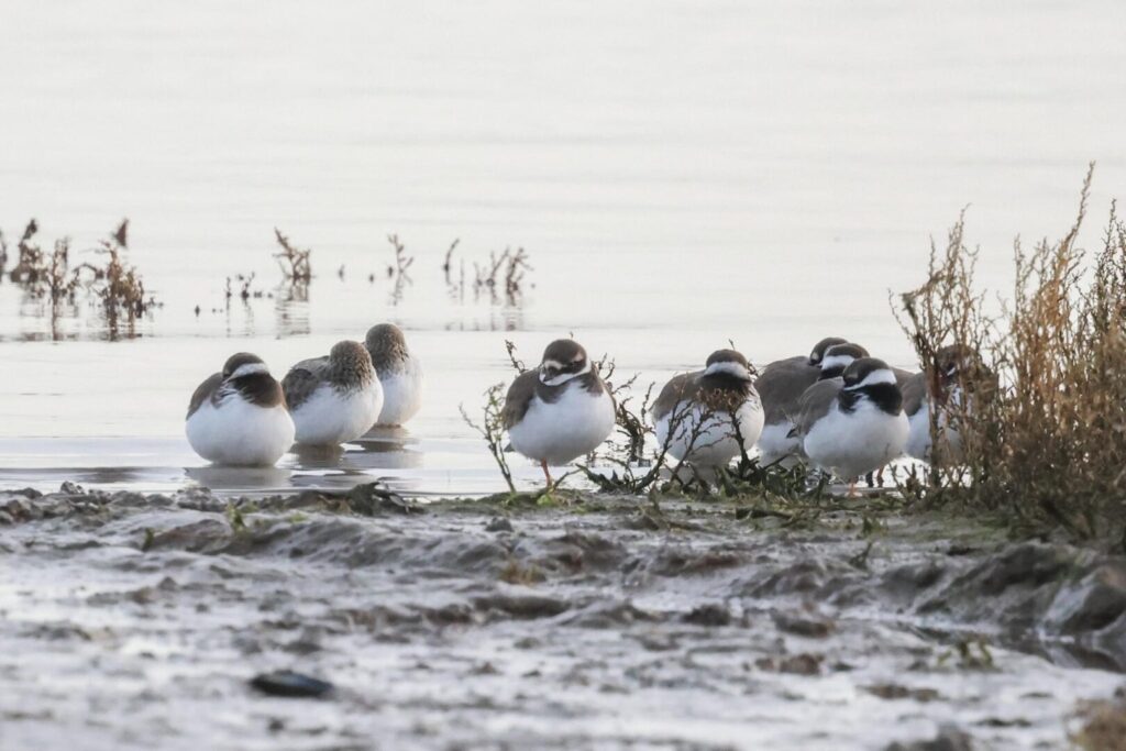 Waders