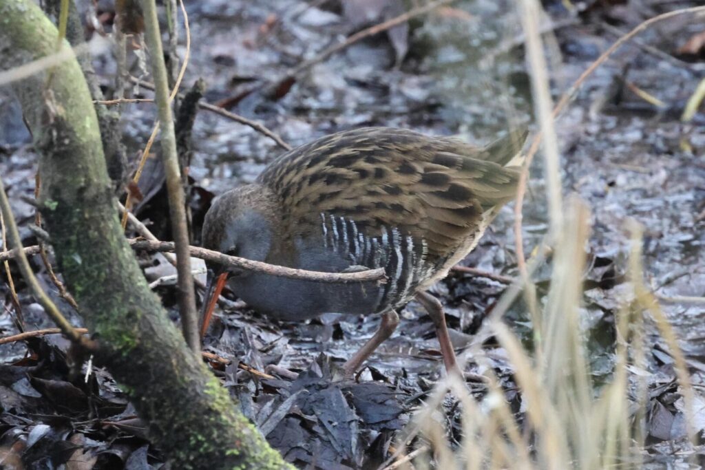 Water Rail