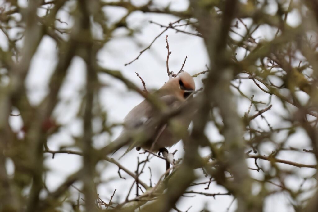 Waxwing