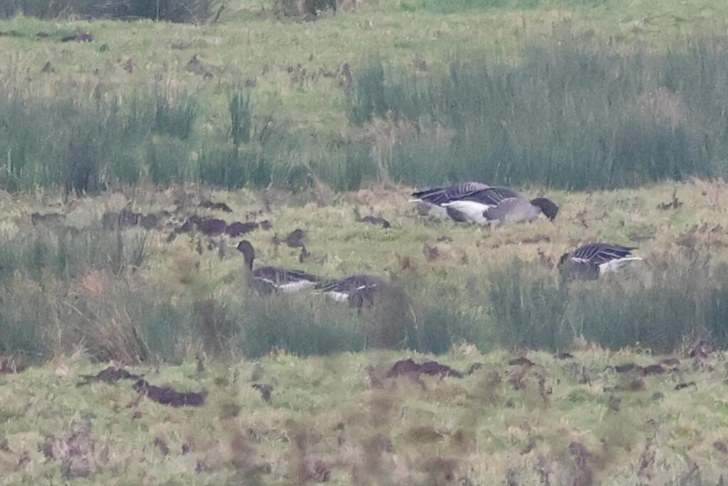 White-fronted Geese