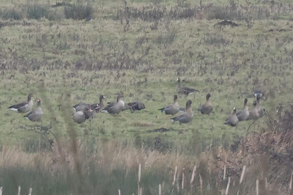 White-fronted Geese