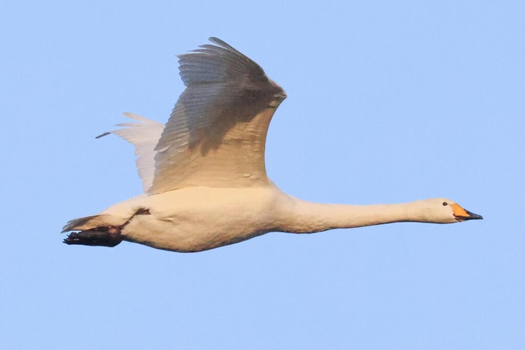 Whooper Swan