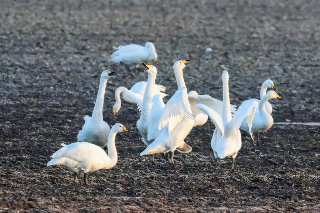 Whooper Swans