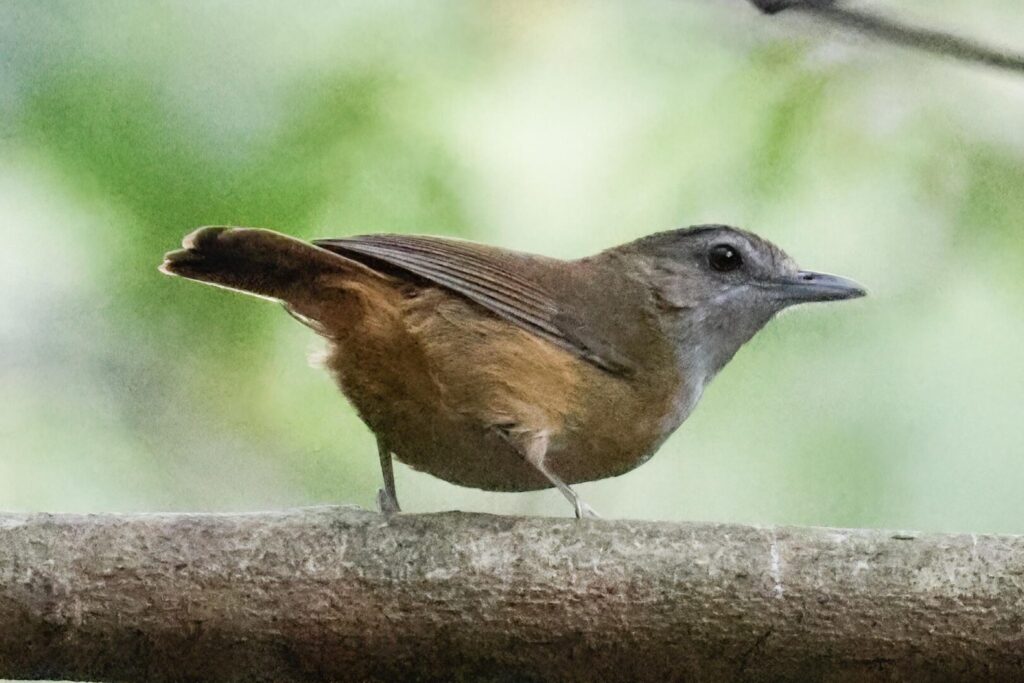 Abbott’s Babbler