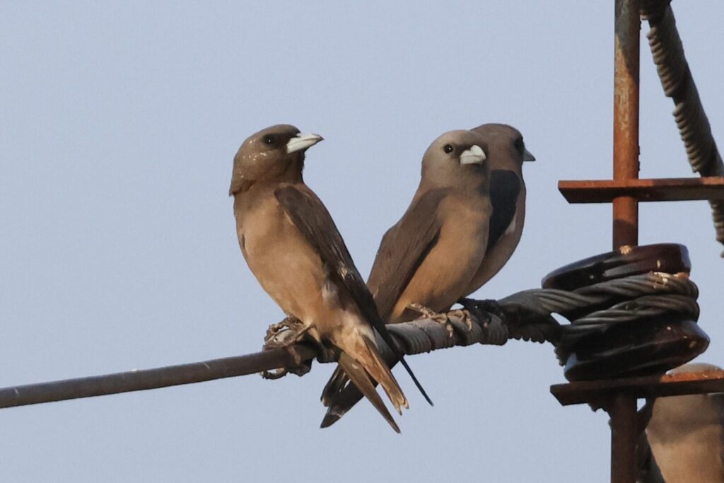 Ashy Woodswallows