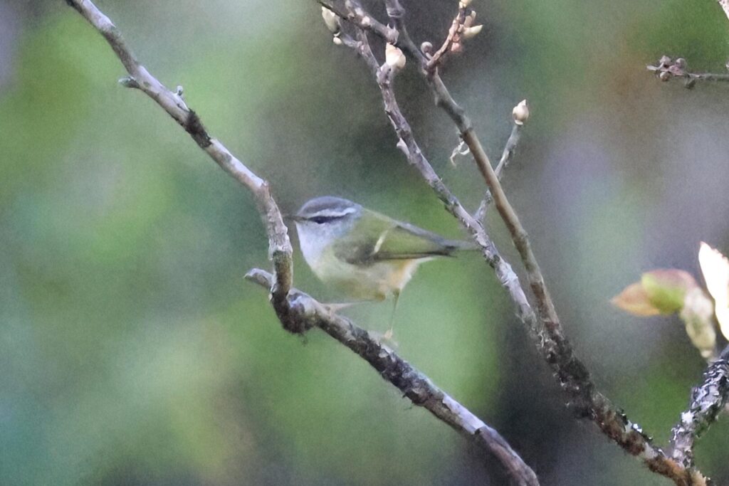 Ashy-throated Warbler