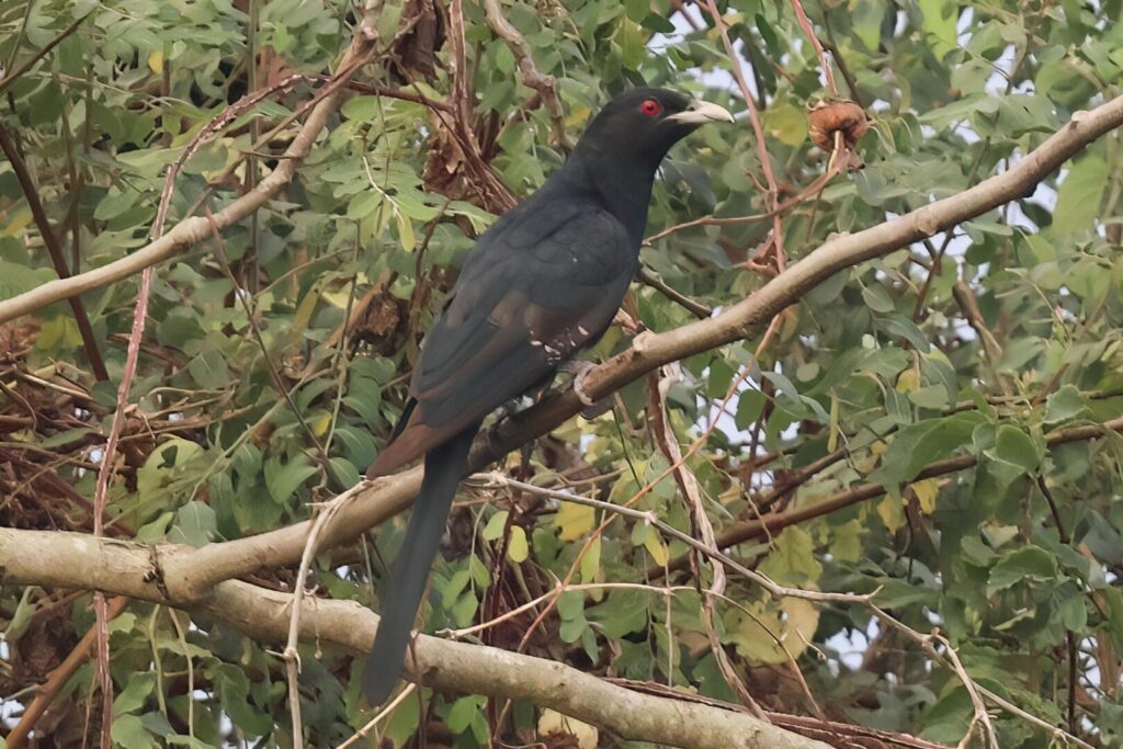 Asian Koel