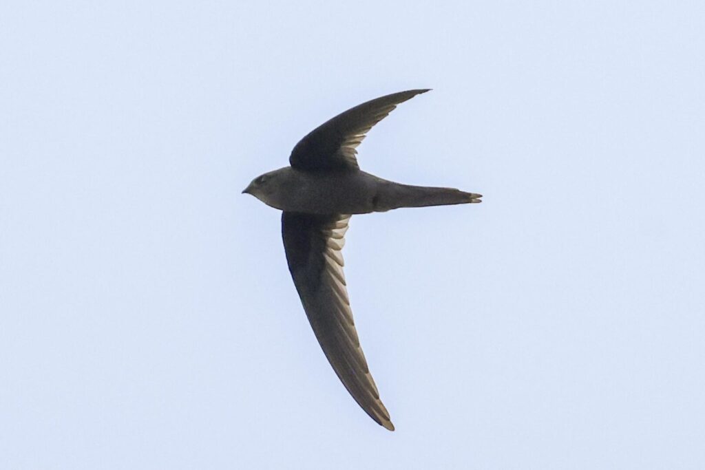 Asian Palm Swift