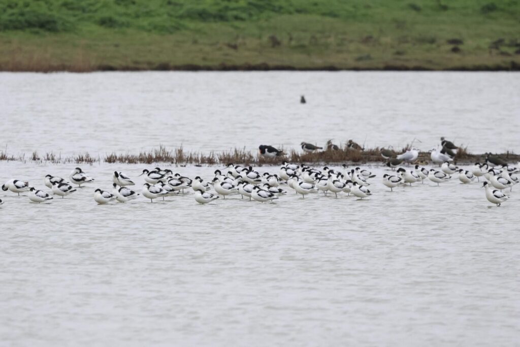 Avocets