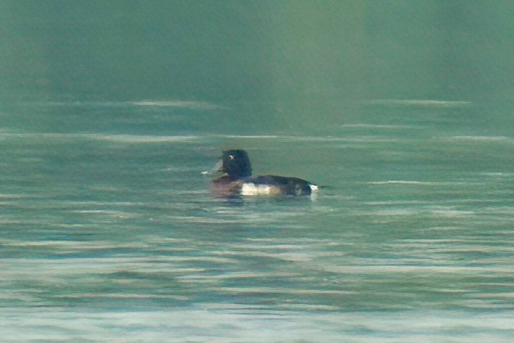 Baer's Pochard