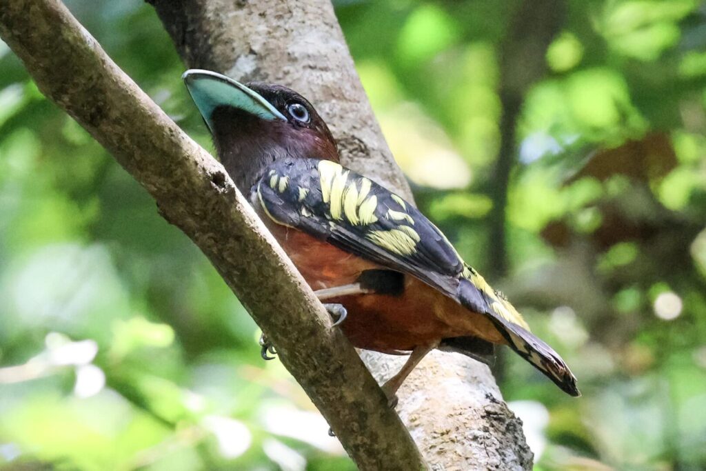 Banded Broadbill
