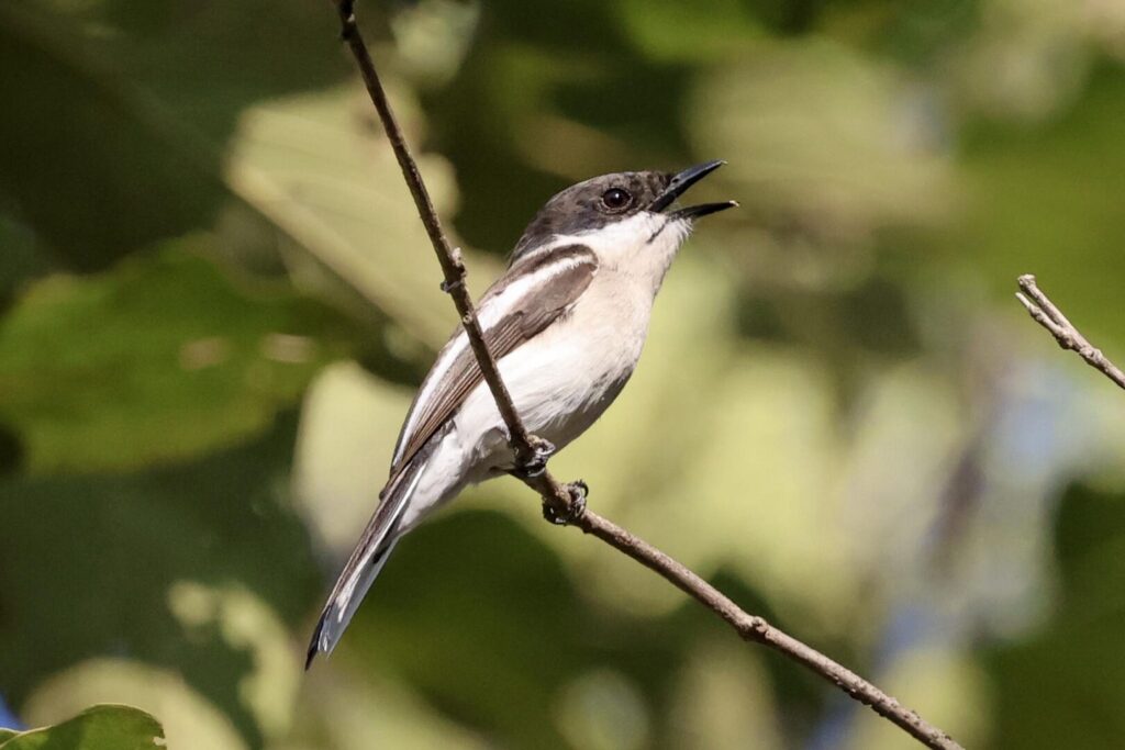 Bar-winged Flycatcher Shrike