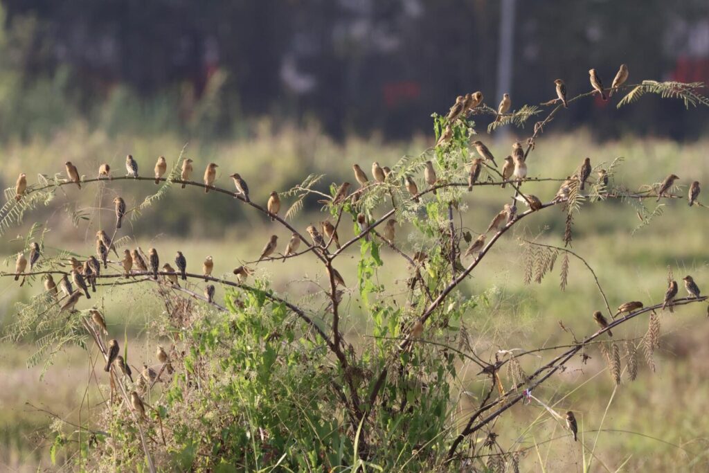 Baya Weavers