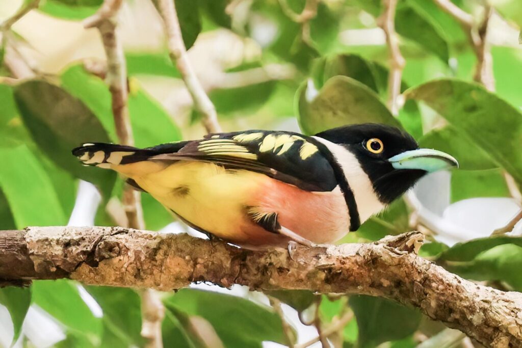 Black-and-Yellow Broadbill