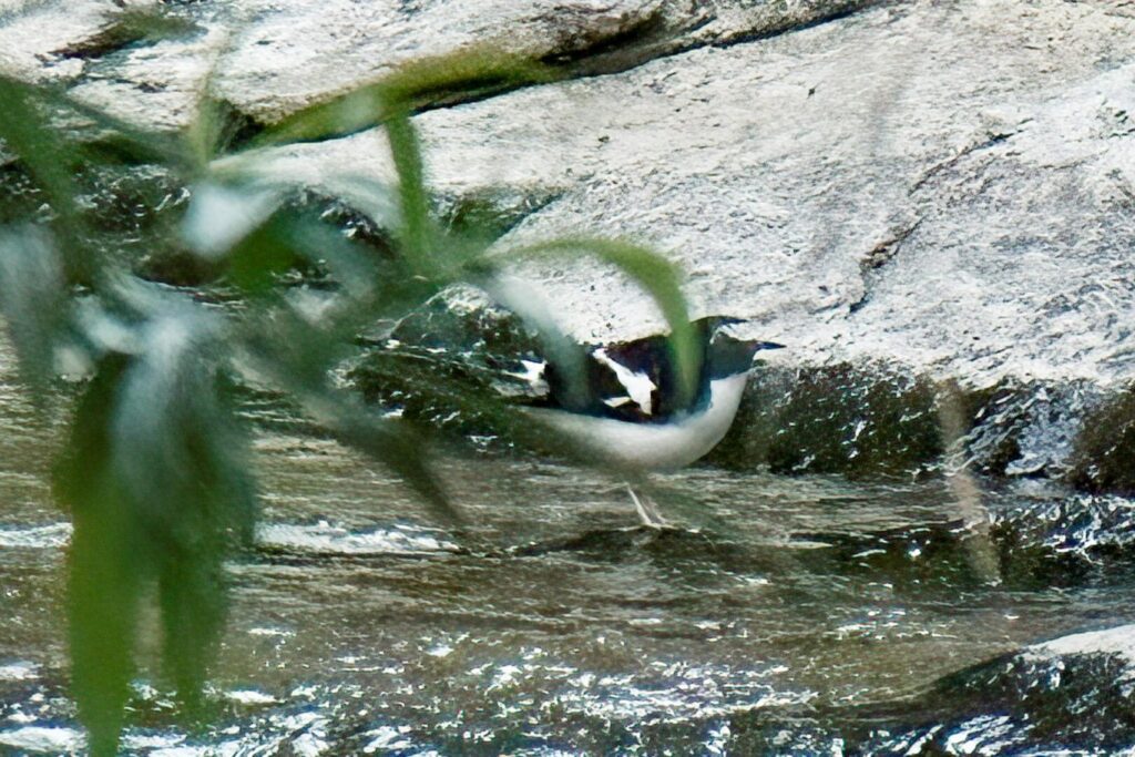 Black-backed Forktail