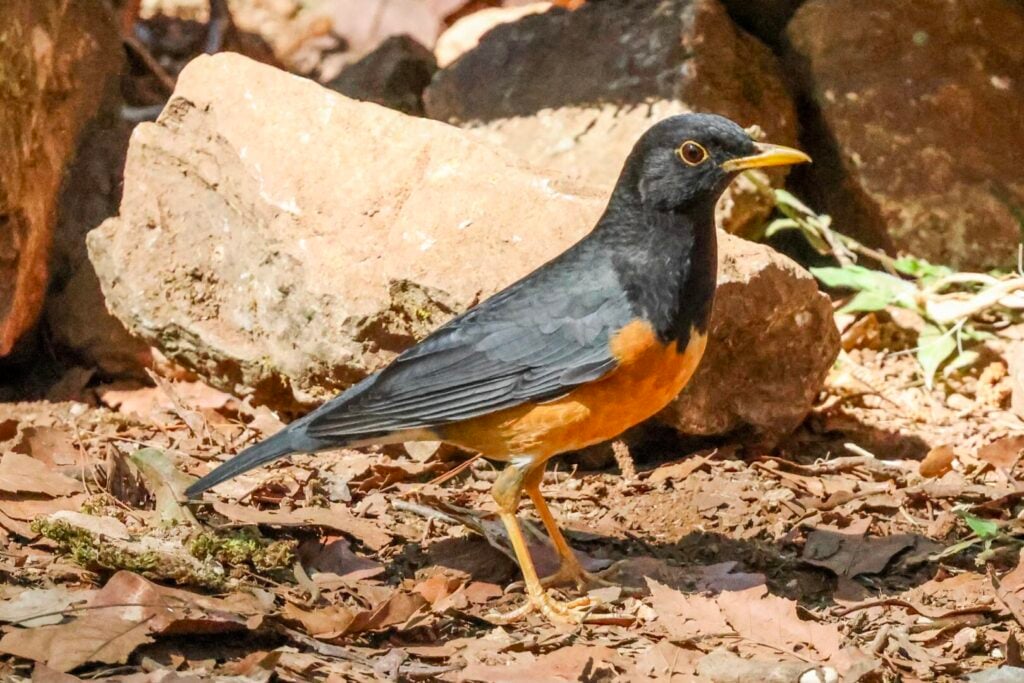 Black-breasted Thrush
