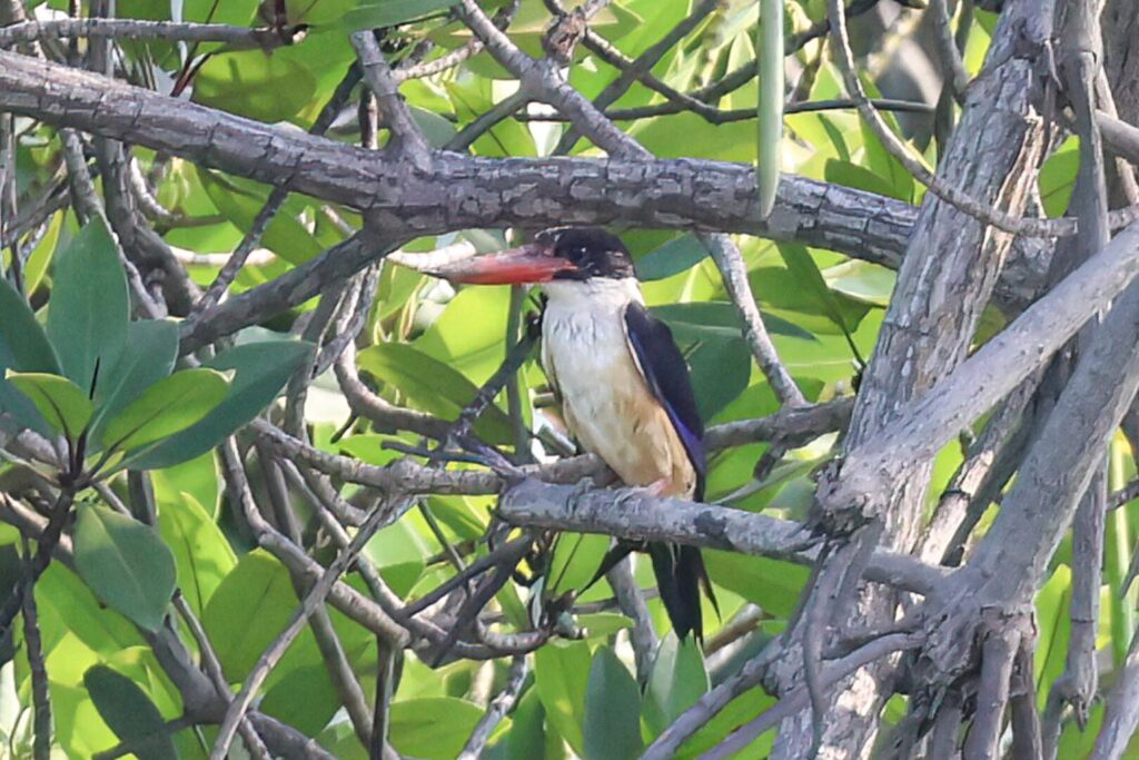 Black-capped Kingfisher