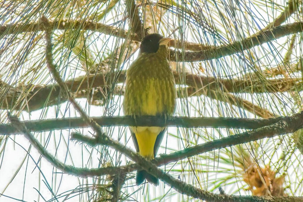Black-headed Greenfinch