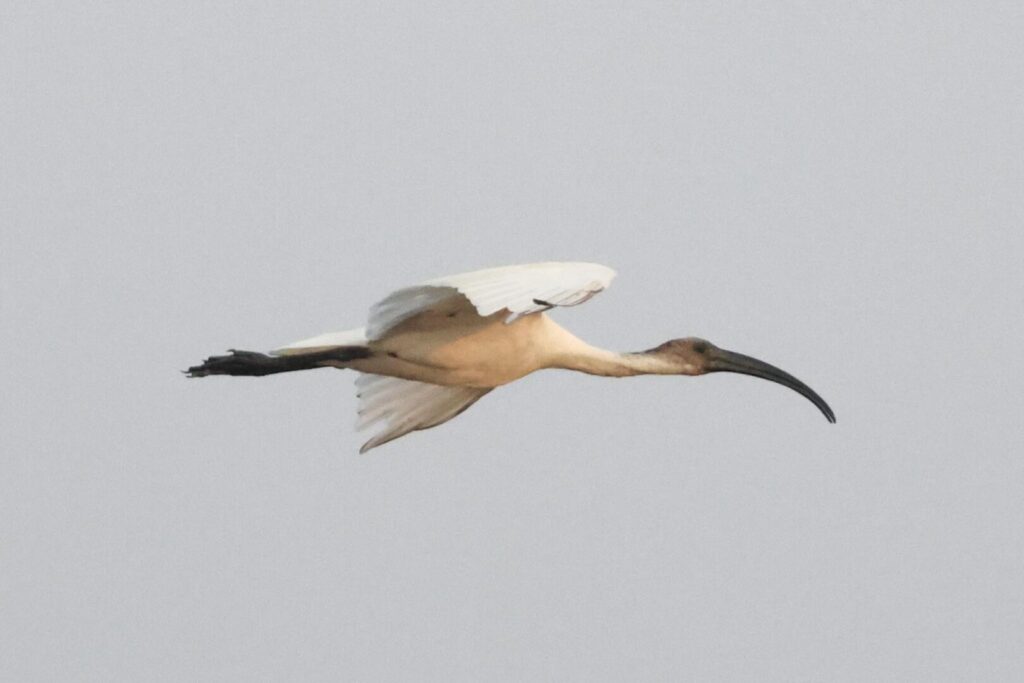 Black-headed Ibis