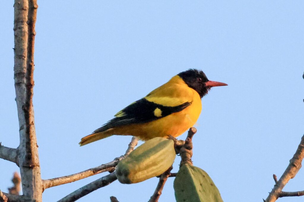 Black-hooded Oriole