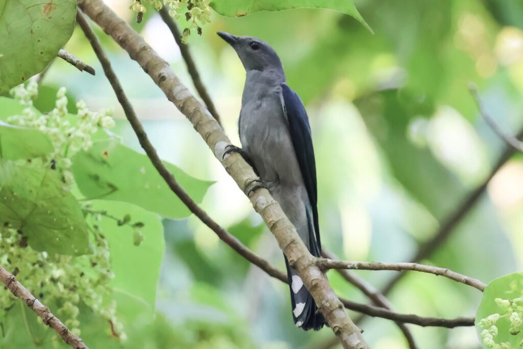 Black-winged Cuckooshrike