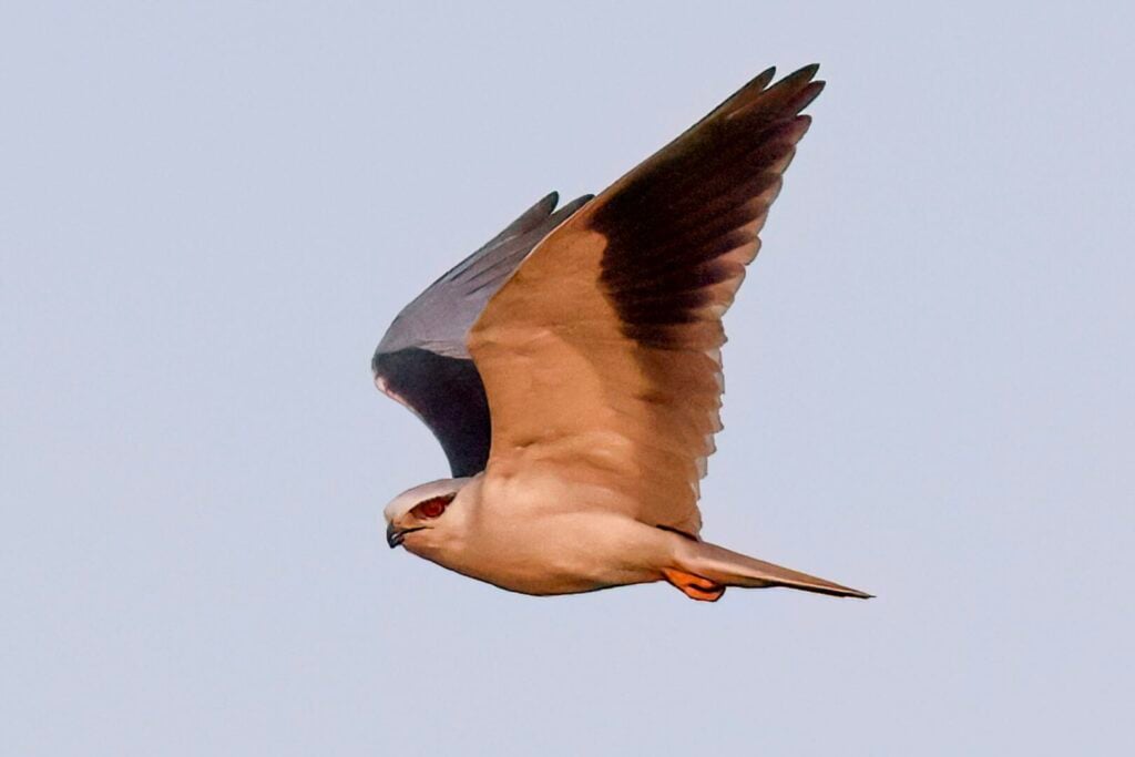 Black-winged Kite