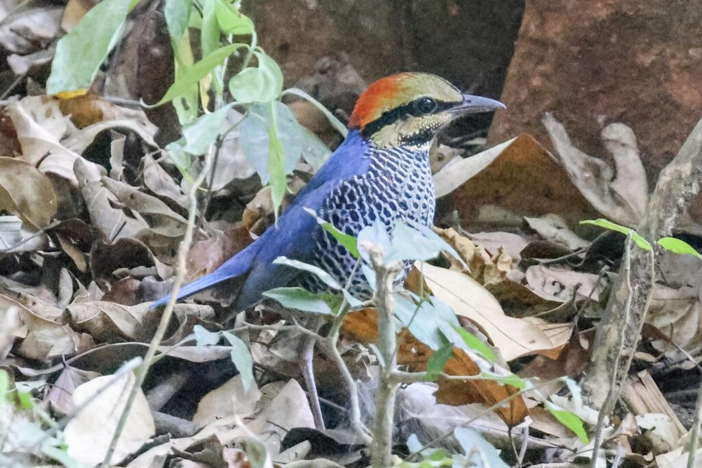 Blue Pitta
