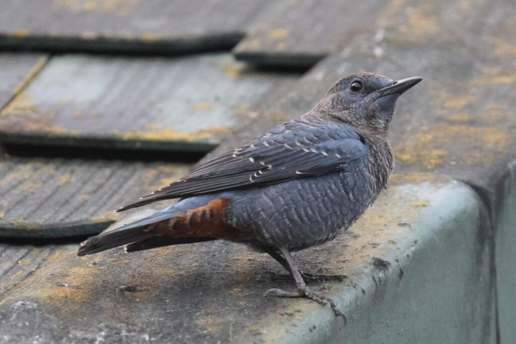 Blue Rock Thrush