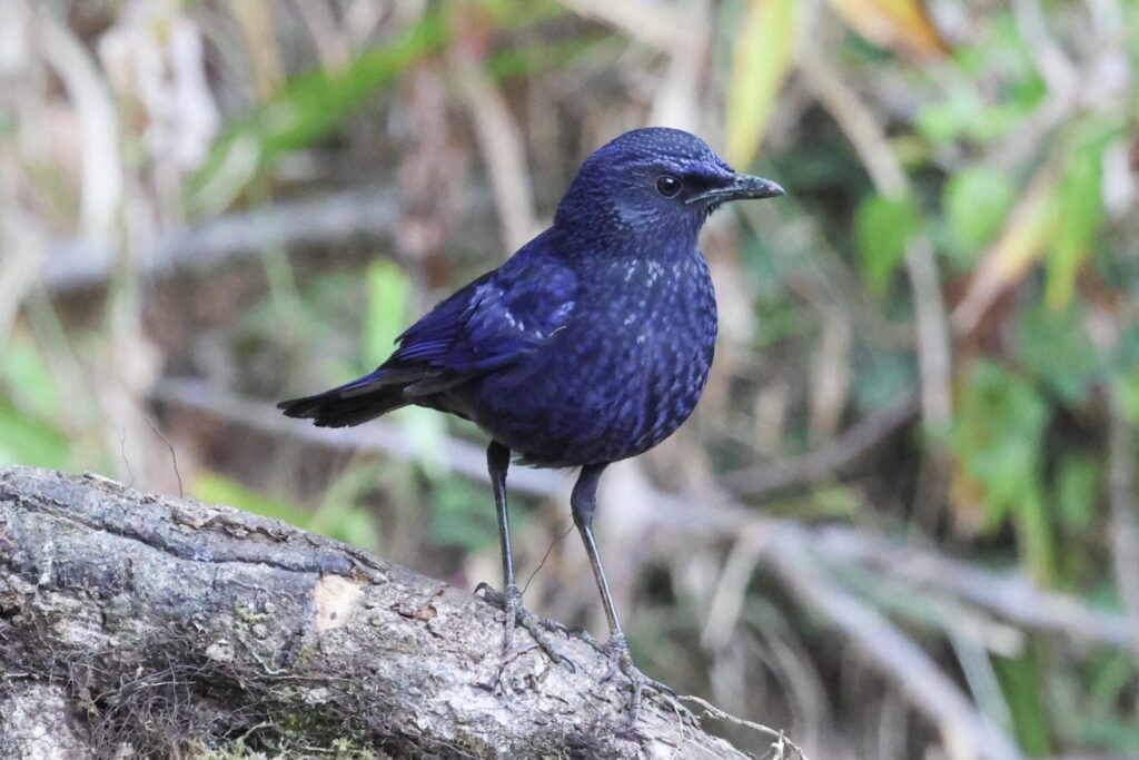 Blue Whistling Thrush