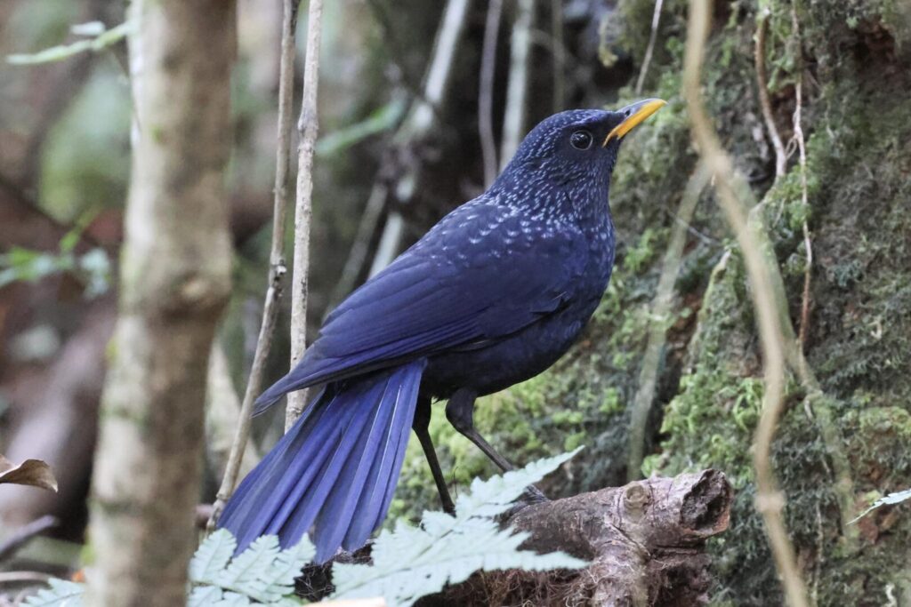 Blue Whistling Thrush