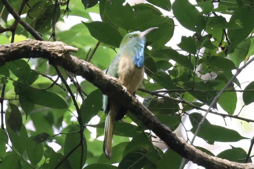 Blue bearded Bee-eater