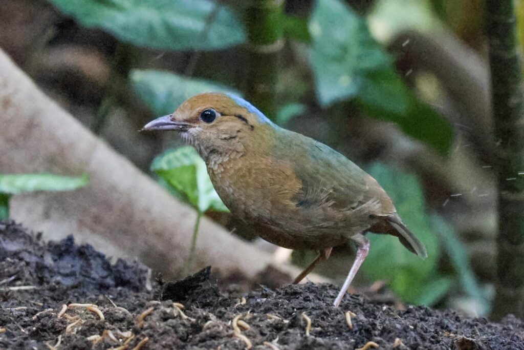 Blue-naped Pitta