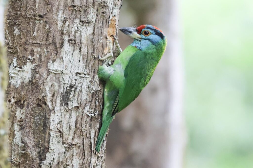 Blue-throated Barbet