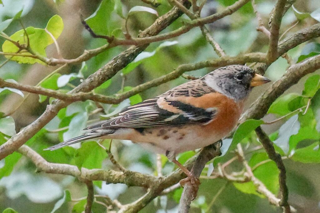 Brambling