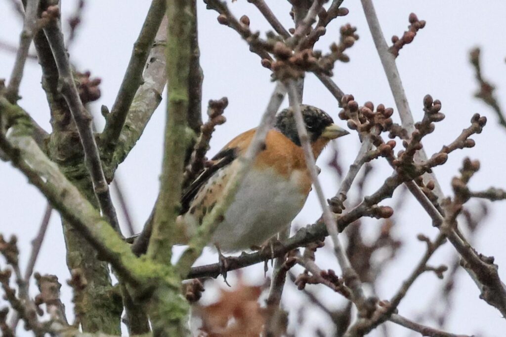 Brambling