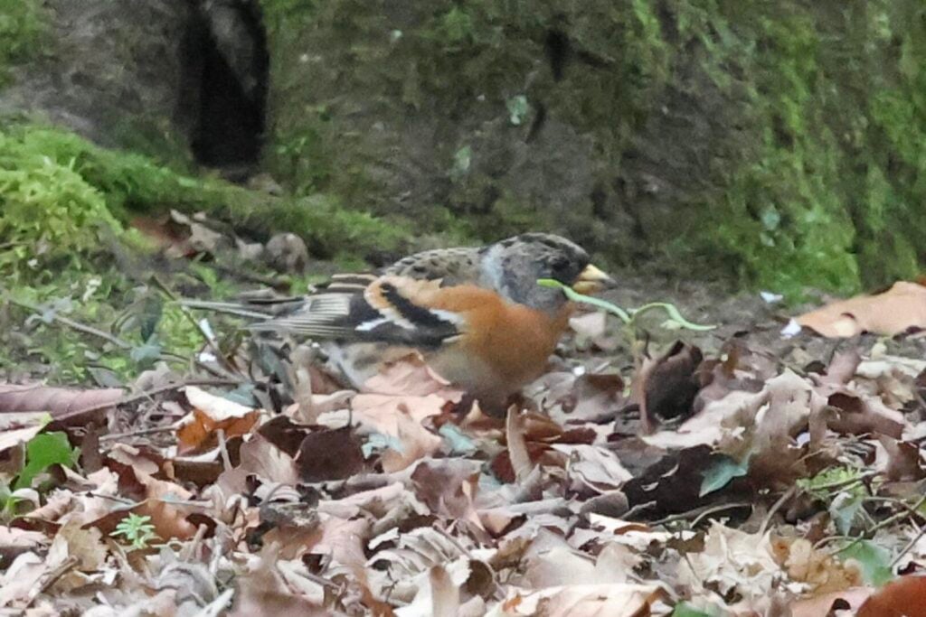 Brambling