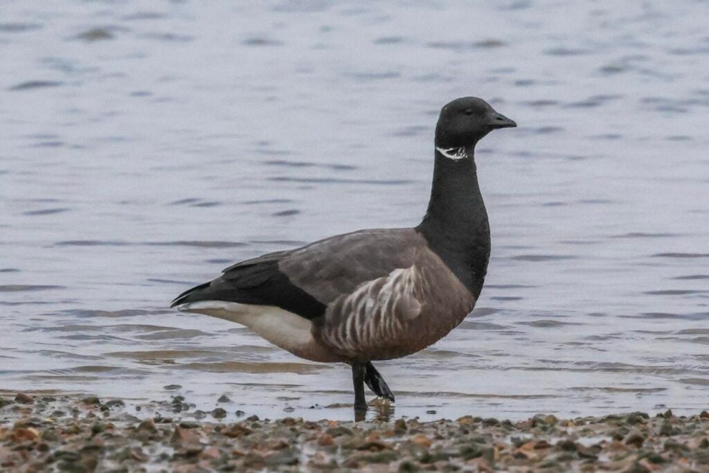 Brent Goose