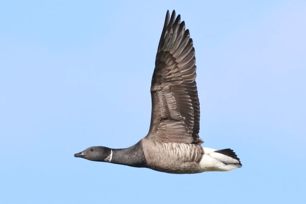Brent Goose