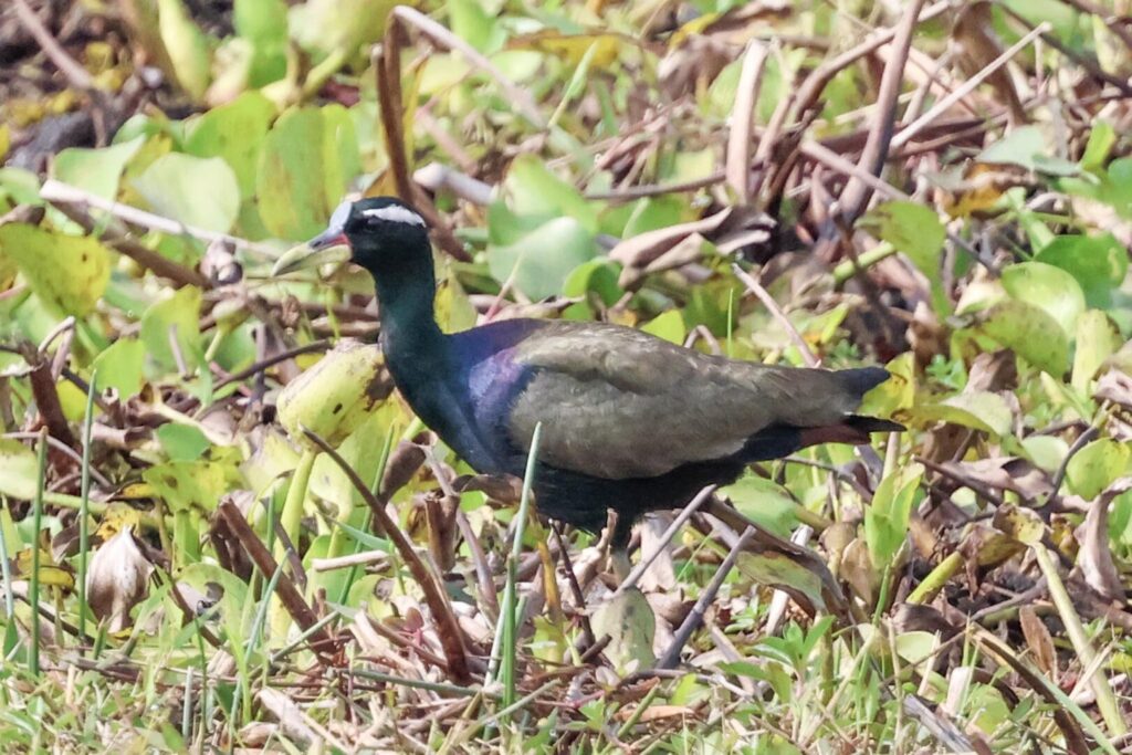 Bronze-winged Jacana