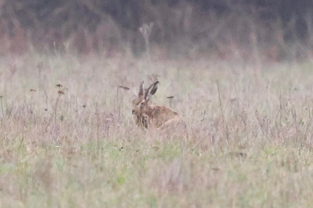 Brown Hare