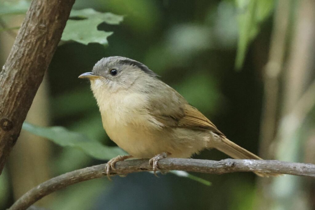 Brown-cheeked Fulvetta