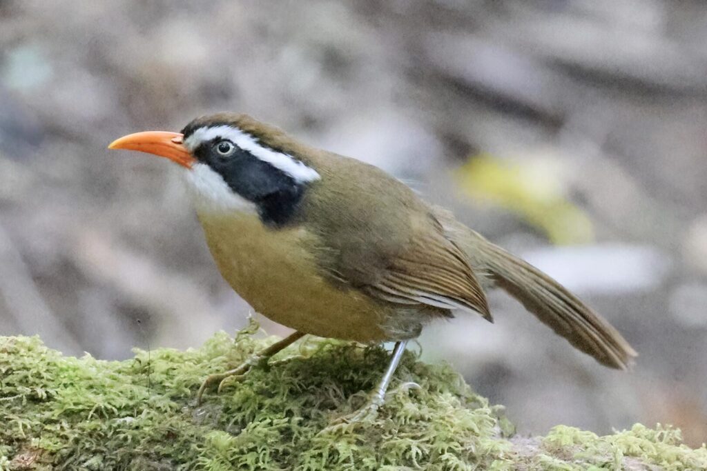 Brown-crowned Scimitar-Babbler