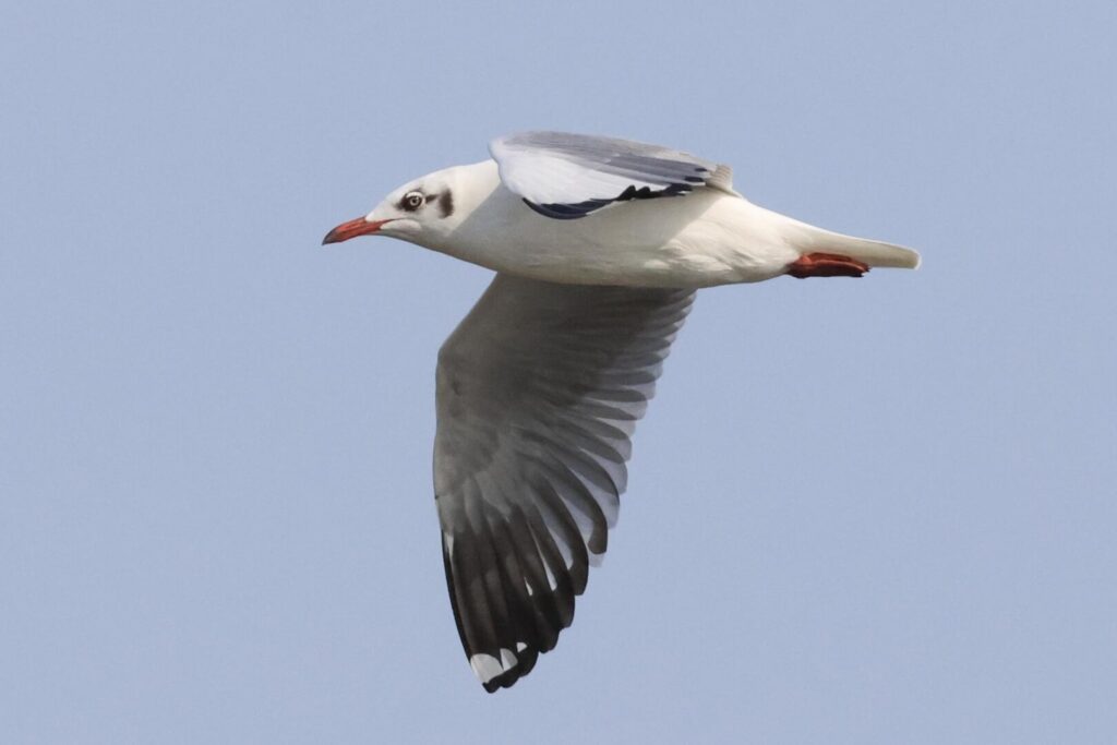 Brown-headed Gull
