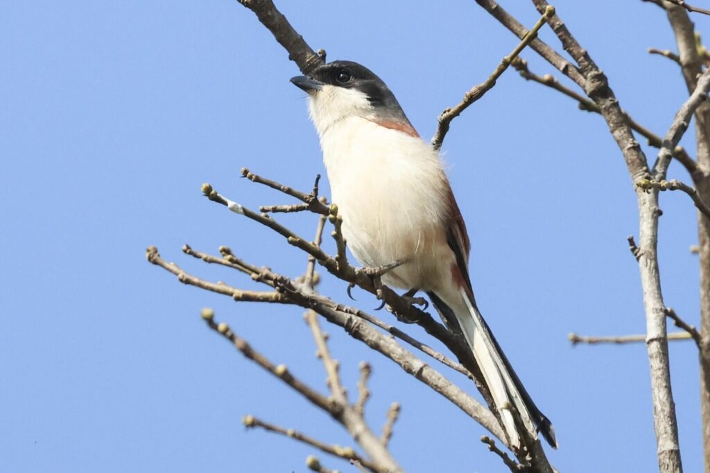 Burmese Shrike