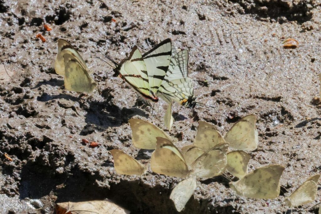 Butterflies