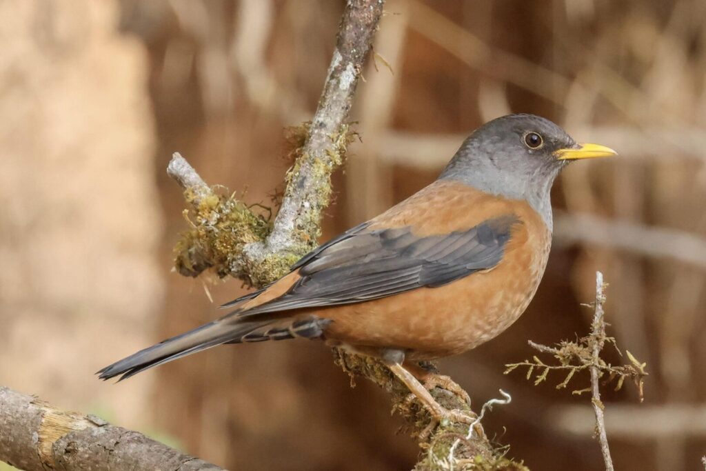 Chestnut Thrush