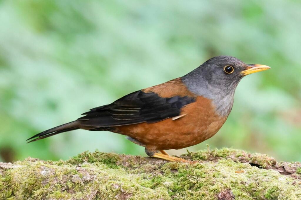 Chestnut Thrush