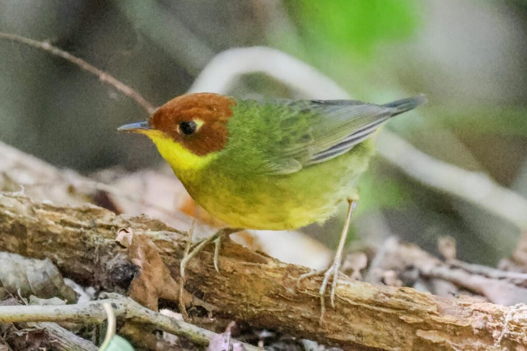 Chestnut-headed Tesia