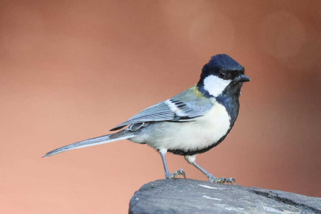 Cinereous Tit