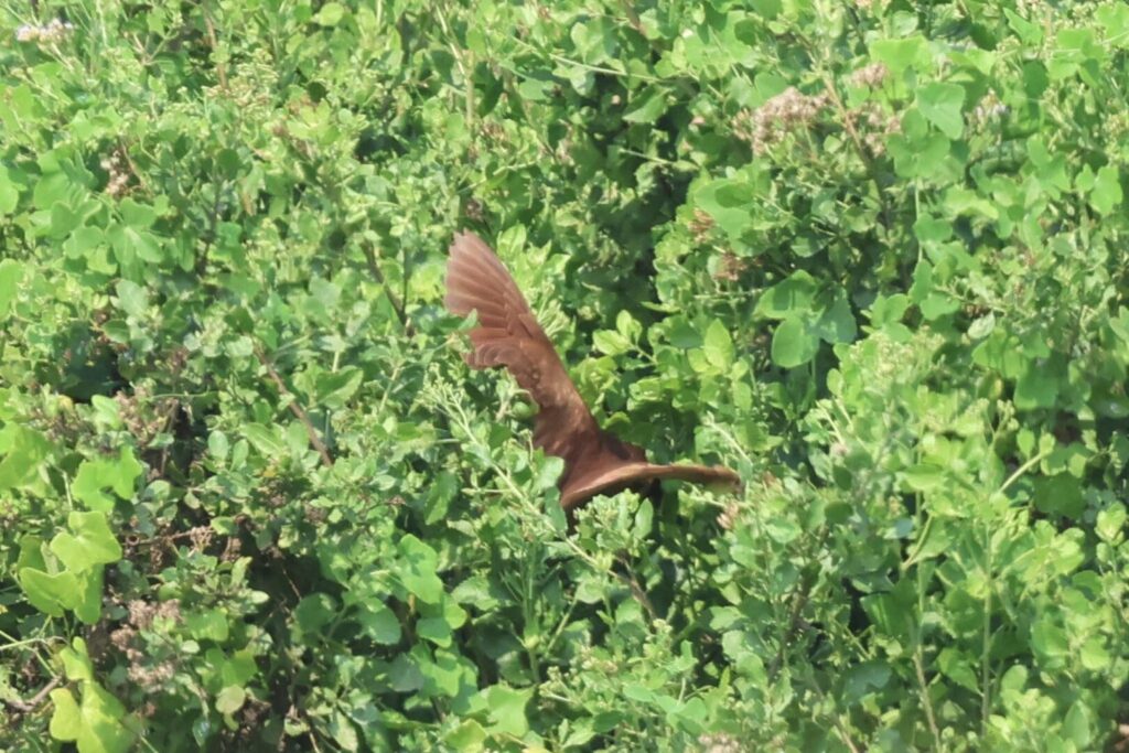 Cinnamon Bittern